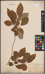 Foto von Salix caprea L.